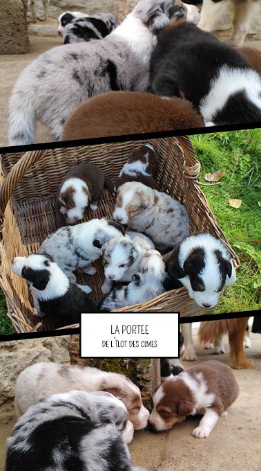 De L'Ilot Des Cimes - Berger Australien - Portée née le 22/08/2023