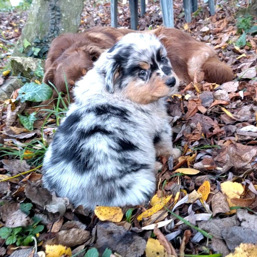 De L'Ilot Des Cimes - Chiots disponibles - Berger Australien