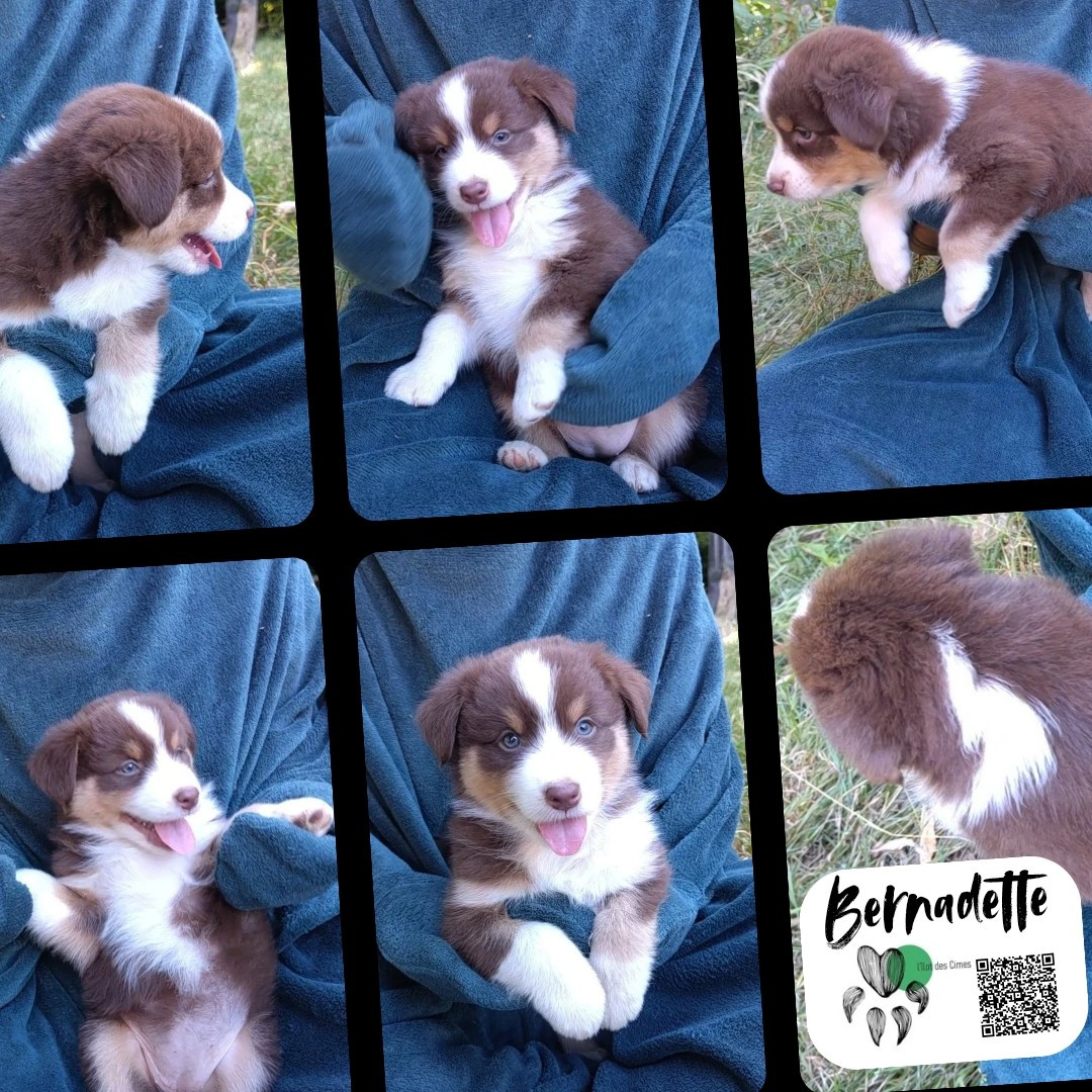 De L'Ilot Des Cimes - Chiots disponibles - Berger Australien