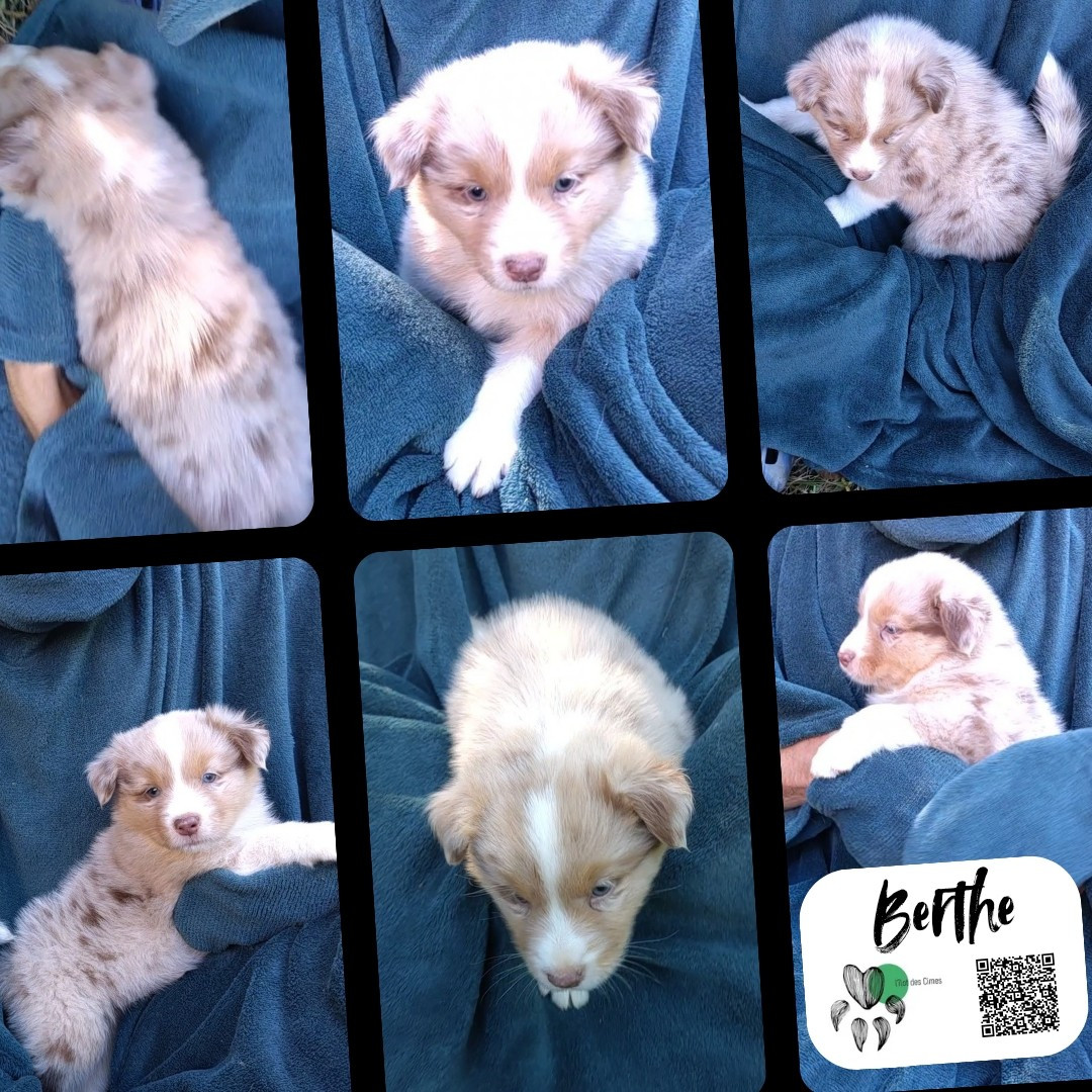 De L'Ilot Des Cimes - Chiots disponibles - Berger Australien