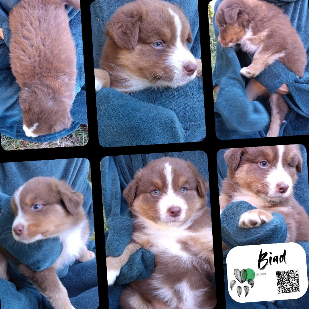 De L'Ilot Des Cimes - Chiots disponibles - Berger Australien