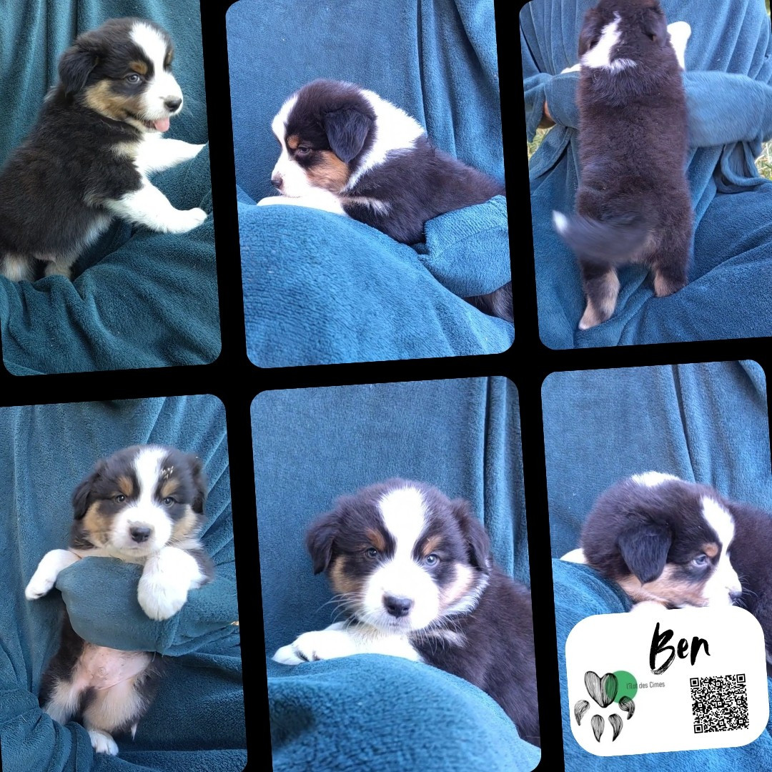 De L'Ilot Des Cimes - Chiots disponibles - Berger Australien