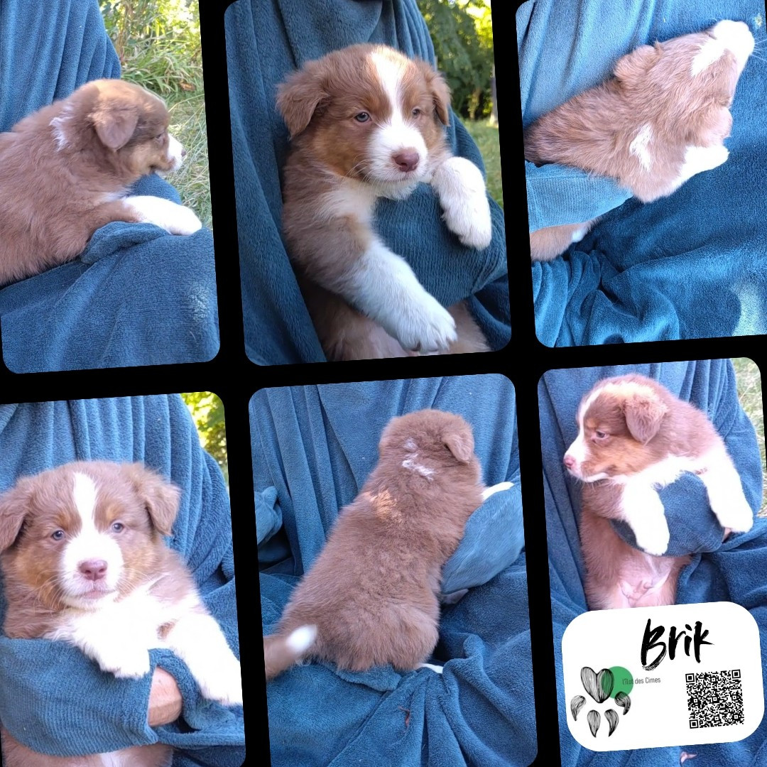 De L'Ilot Des Cimes - Chiots disponibles - Berger Australien