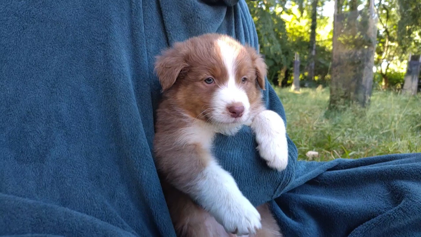 De L'Ilot Des Cimes - Chiots disponibles - Berger Australien