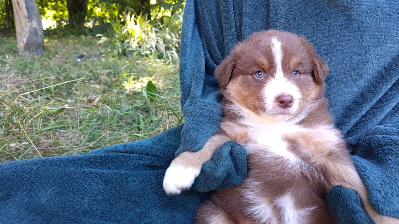 De L'Ilot Des Cimes - Chiots disponibles - Berger Australien