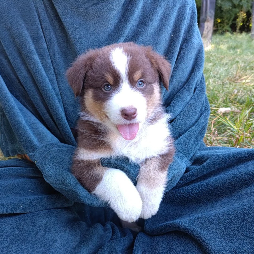 De L'Ilot Des Cimes - Chiots disponibles - Berger Australien