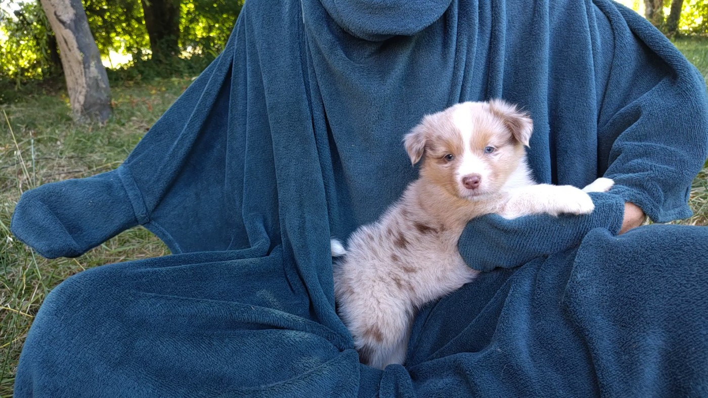 De L'Ilot Des Cimes - Chiots disponibles - Berger Australien