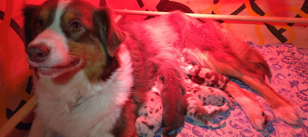 De L'Ilot Des Cimes - Berger Australien - Portée née le 07/10/2025