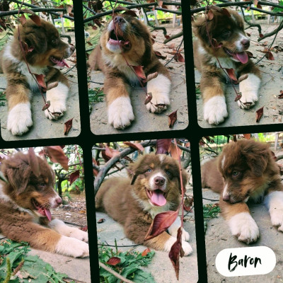 Baron