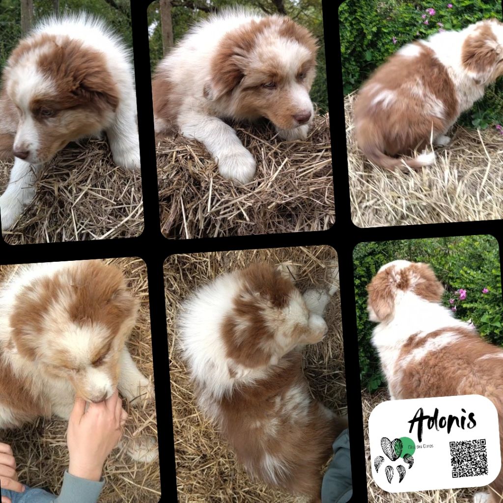 De L'Ilot Des Cimes - Chiots disponibles - Berger Australien