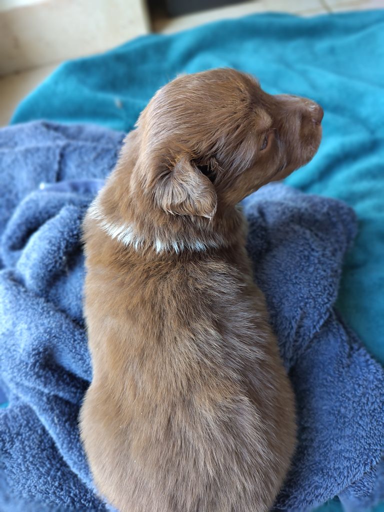 De L'Ilot Des Cimes - Berger Australien - Portée née le 08/02/2024