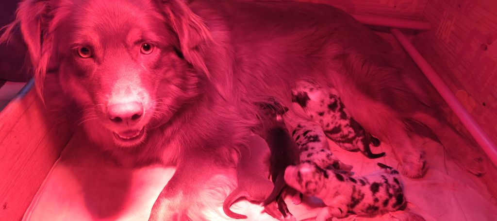 De L'Ilot Des Cimes - Berger Australien - Portée née le 05/10/2025